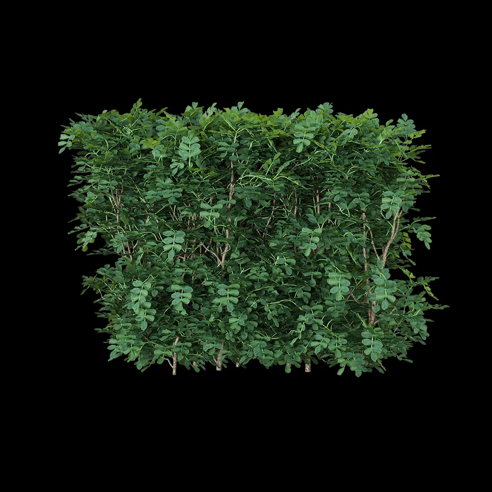 decoration – Coronilla glauca 3 3ds Max