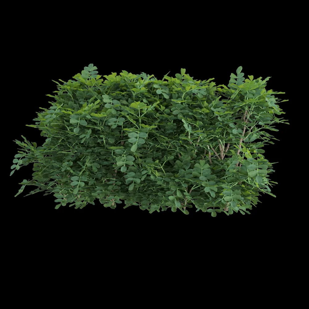 decoration – Coronilla glauca 4 3ds Max