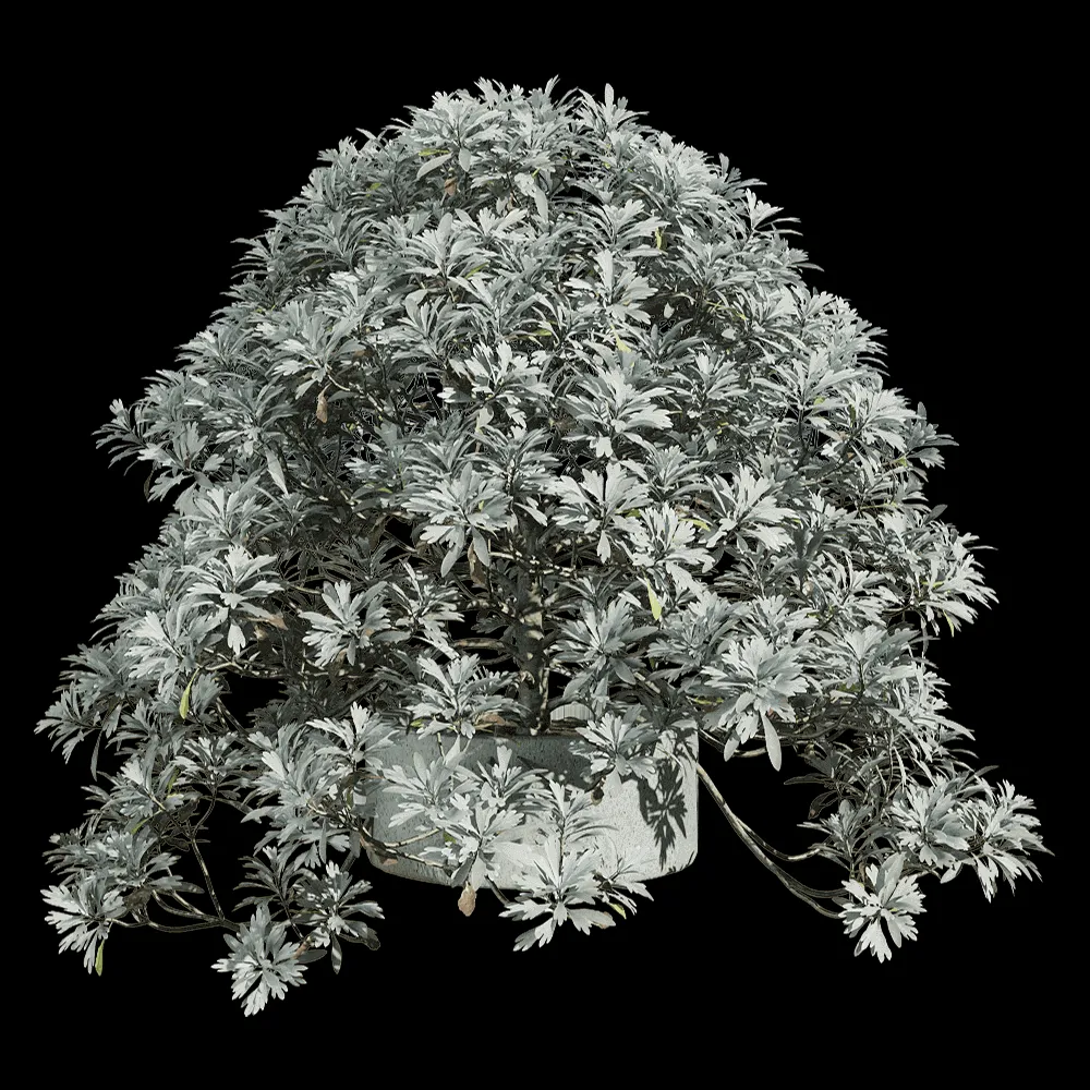 decoration – Crossostephium chinense 4 3ds Max