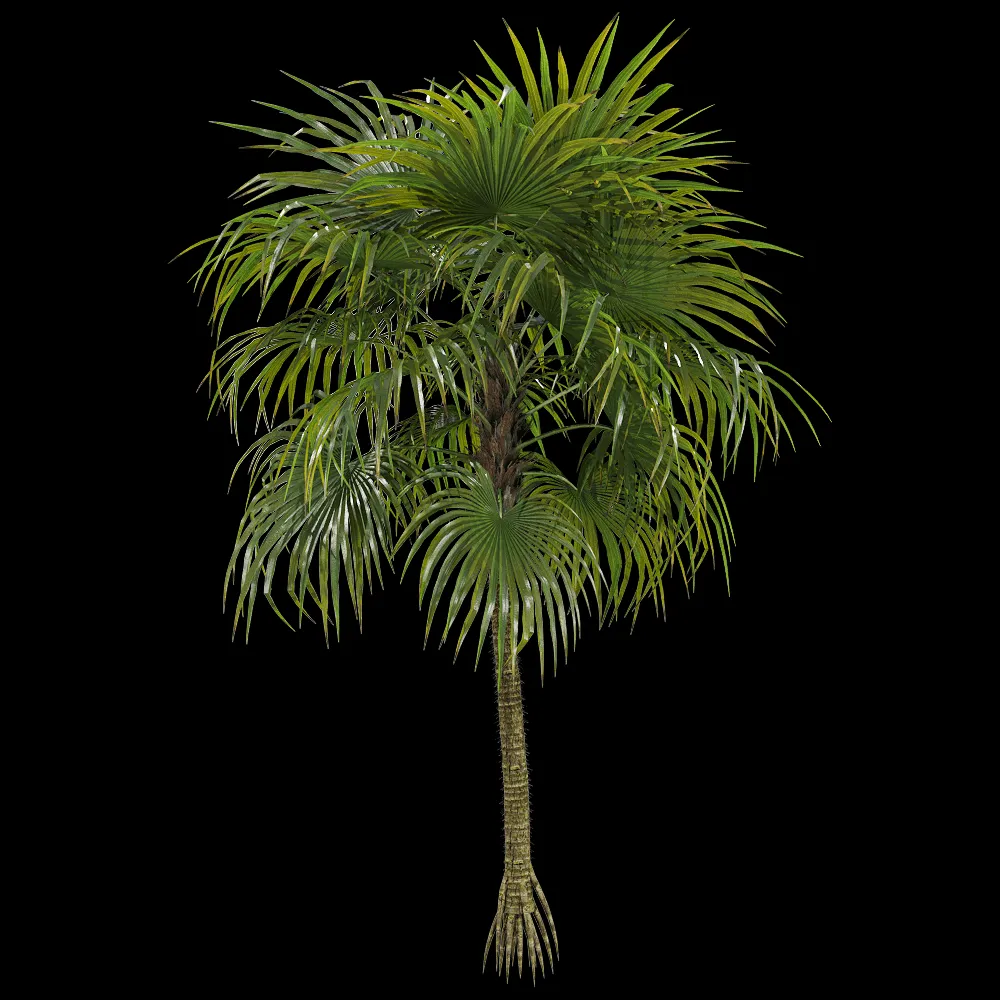 decoration – Cryosophila warscewiczii 1 3ds Max