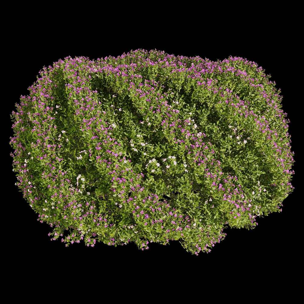 decoration – Cuphea hookeriana 5 3ds Max