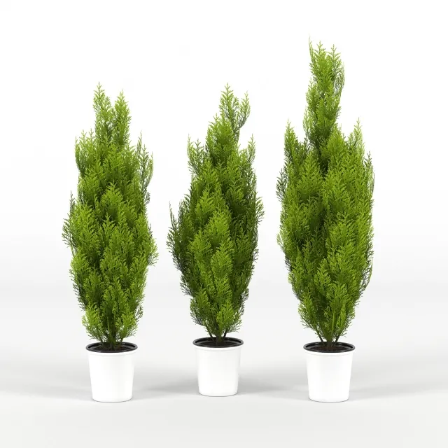 decoration – Cupressus wilma 3ds Max