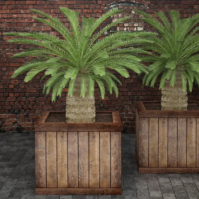 decoration – Cycas 3ds Max
