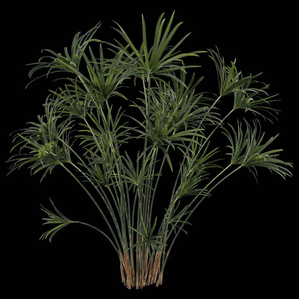decoration – Cyperus alternifolius 1 3ds Max