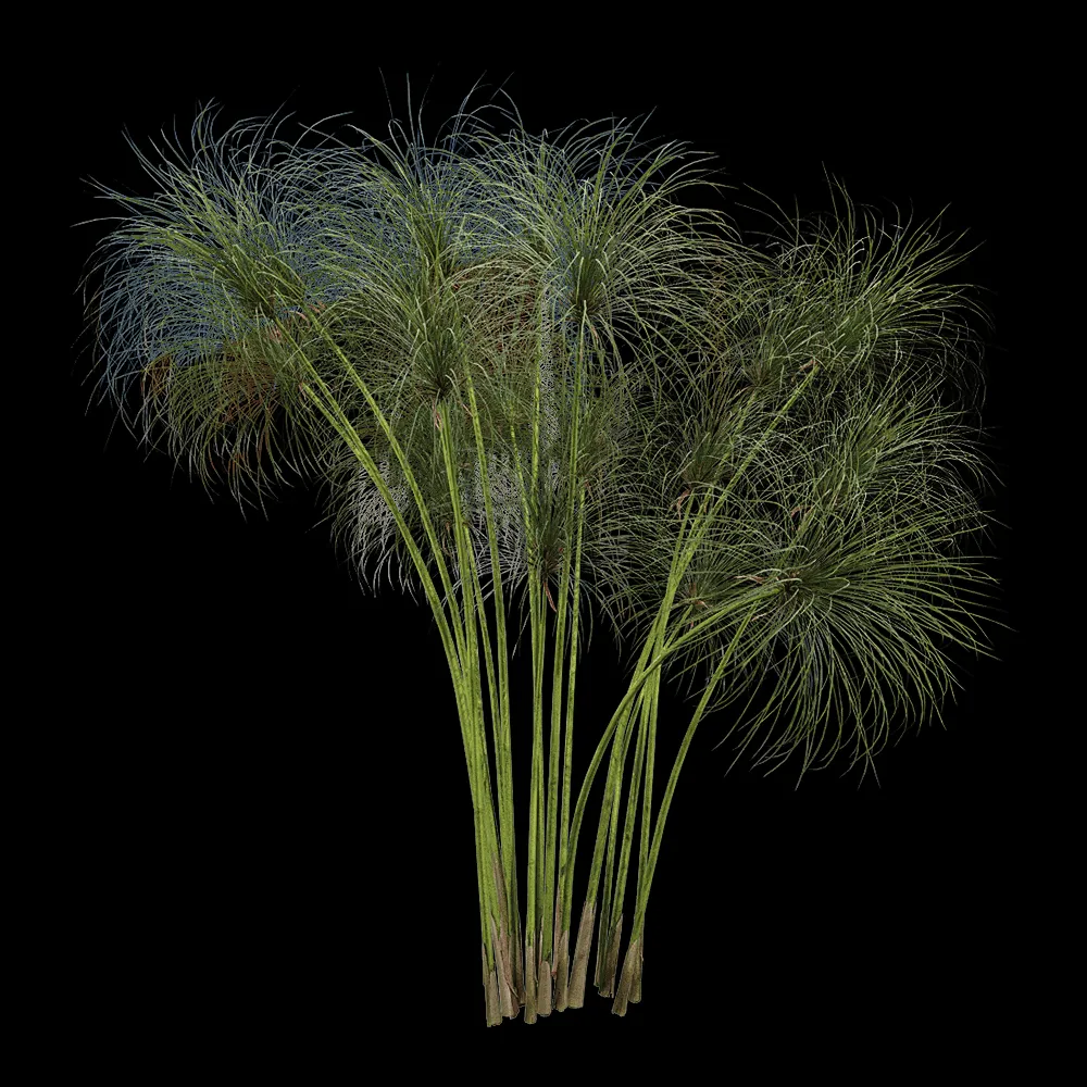 decoration – Cyperus papyrus 1 3ds Max