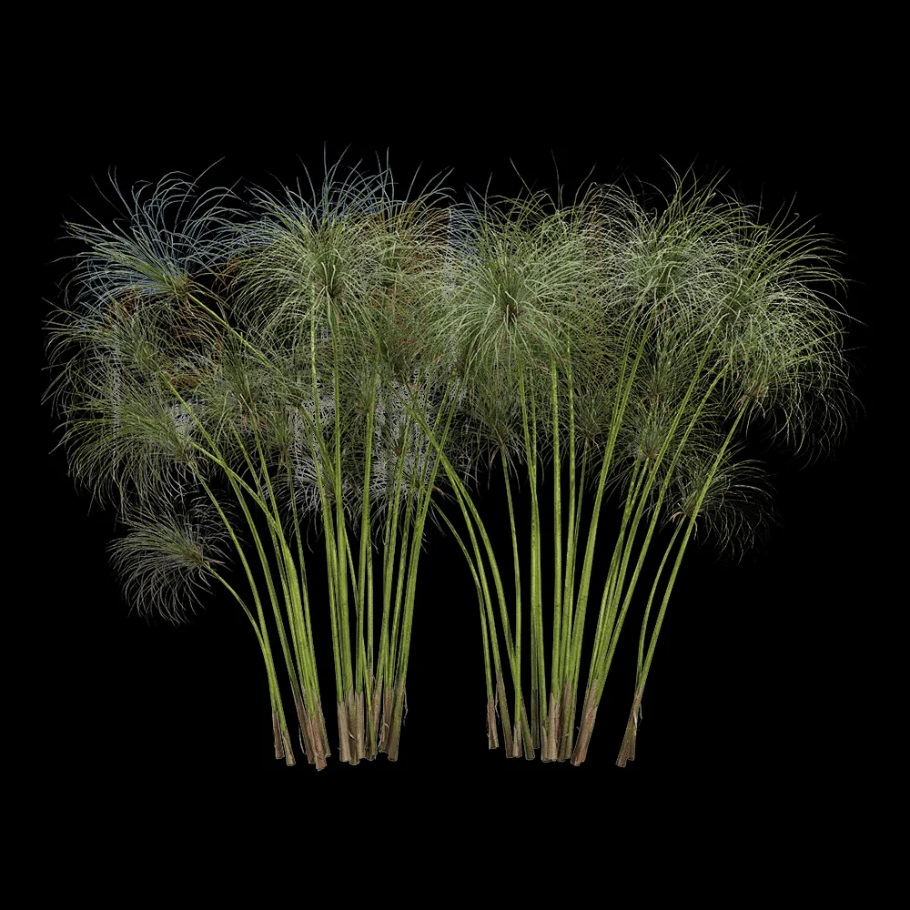 decoration – Cyperus papyrus 2 3ds Max