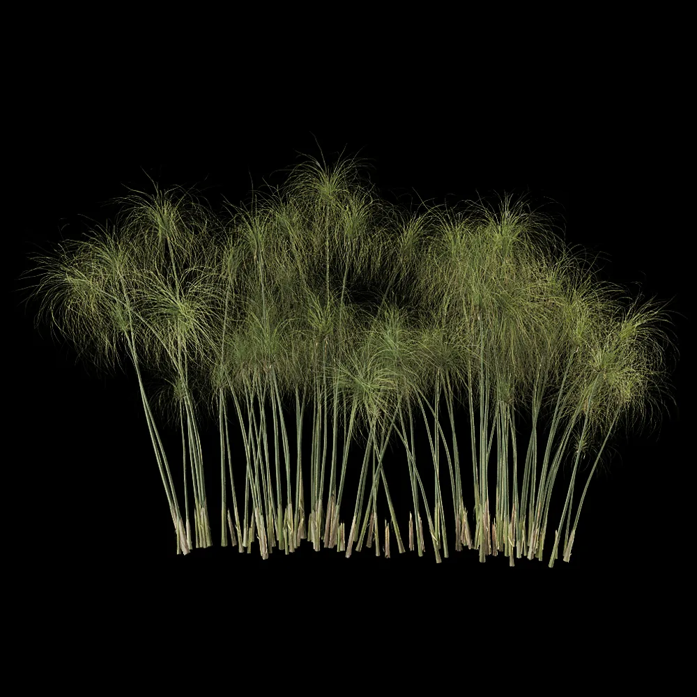 decoration – Cyperus Papyrus 6 3ds Max