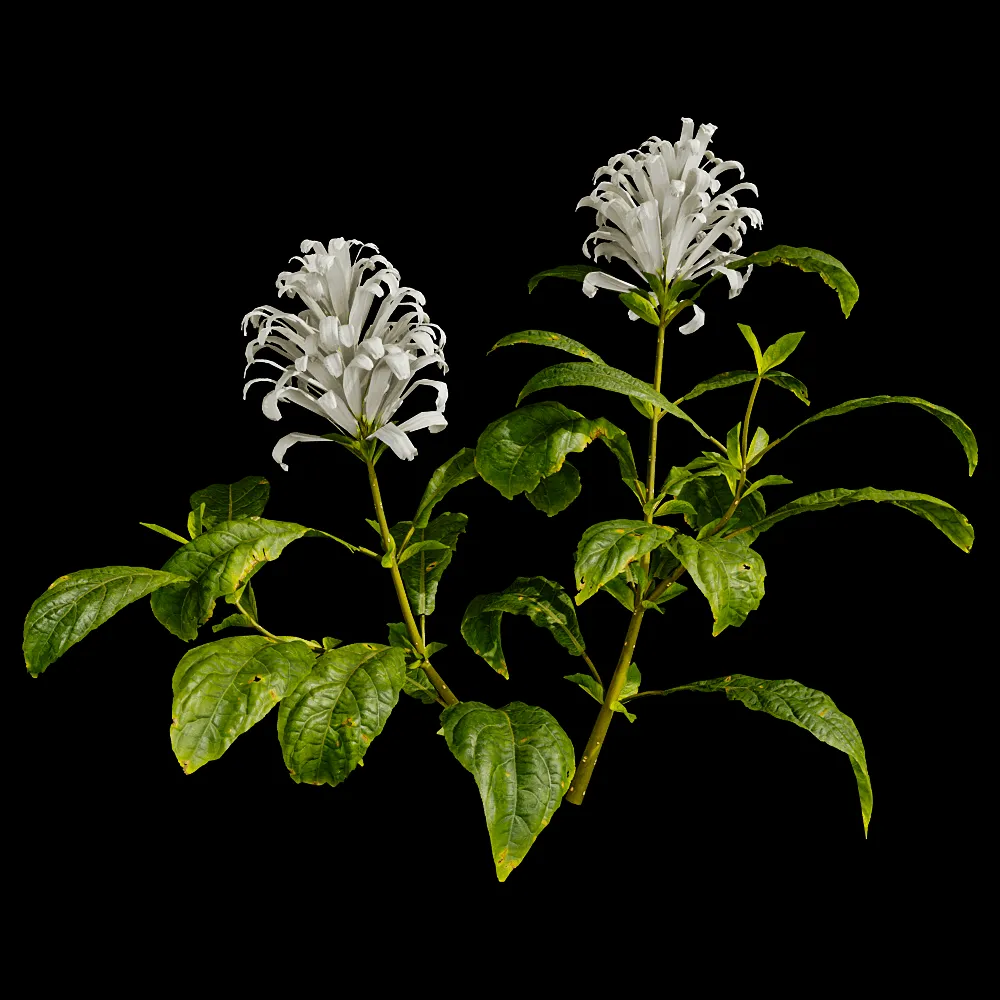 decoration – Cyrtanthera Carnea 01 01 3ds Max