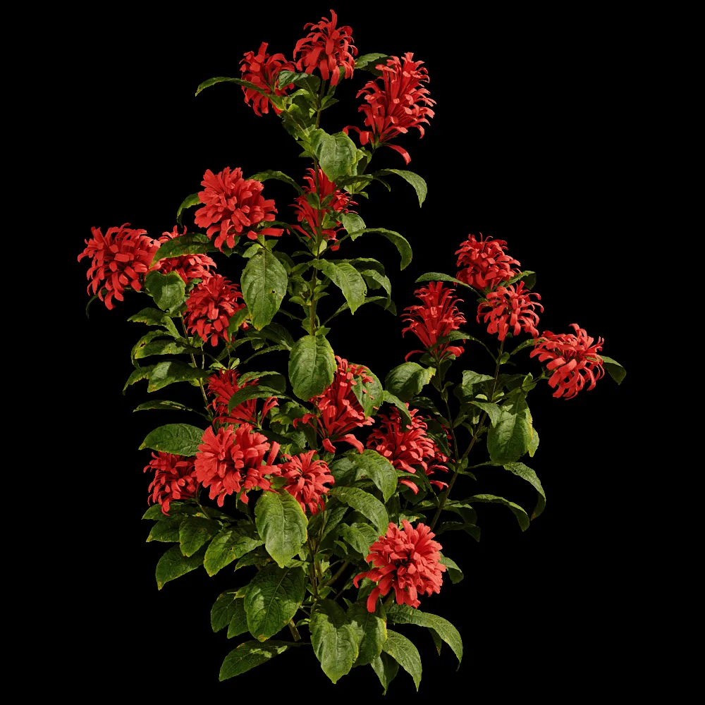 decoration – Cyrtanthera Carnea 01 05 3ds Max