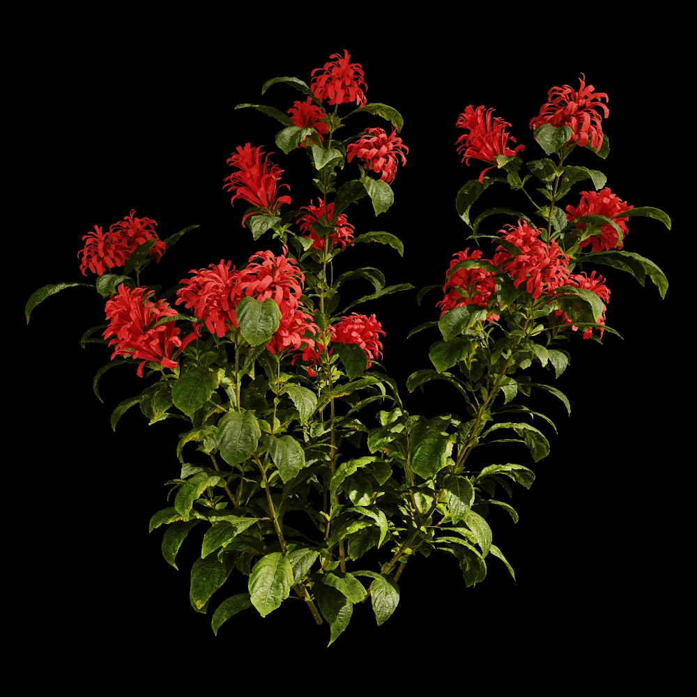 decoration – Cyrtanthera Carnea 01 06 3ds Max