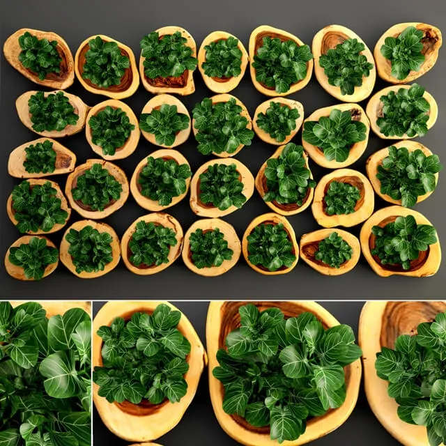 decoration – Decorative Plants 002 3ds Max