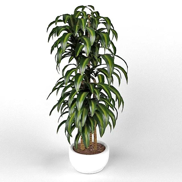 decoration – Dracaena Hawaiian Sunshine 3ds Max
