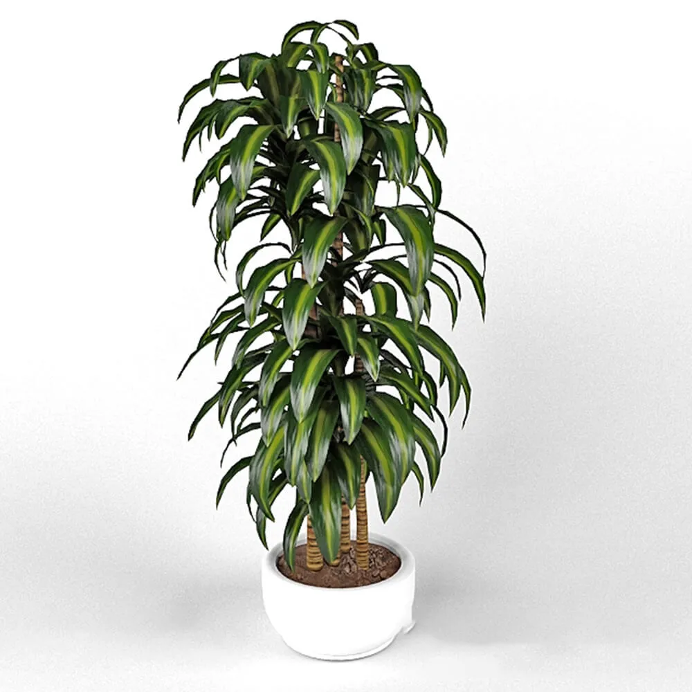 decoration – Dracaena Hawaiian Sunshine 3ds Max