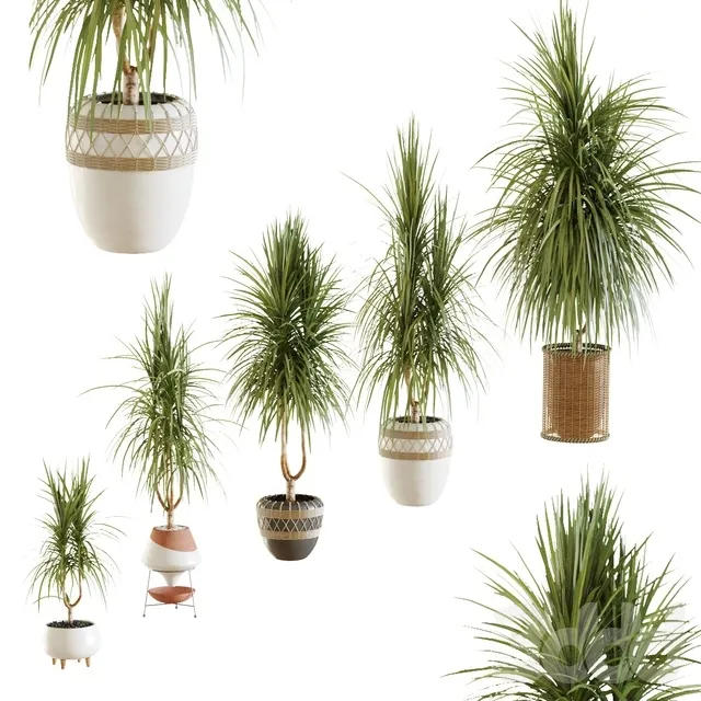 decoration – Dracena_02 3ds Max