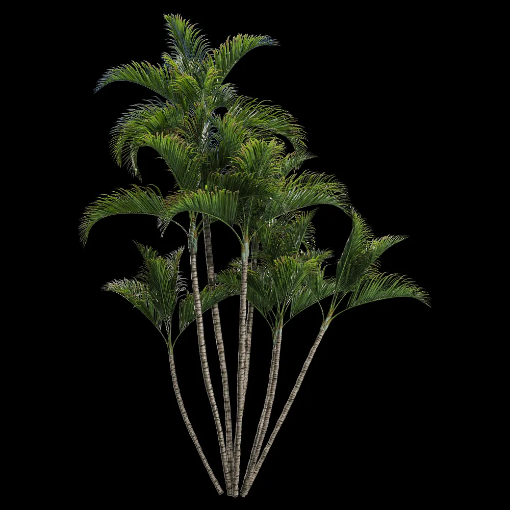 decoration – Dypsis lutescens 1 3ds Max