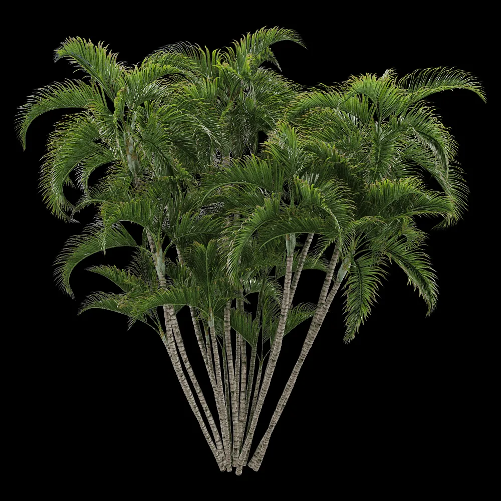 decoration – Dypsis lutescens 2 3ds Max