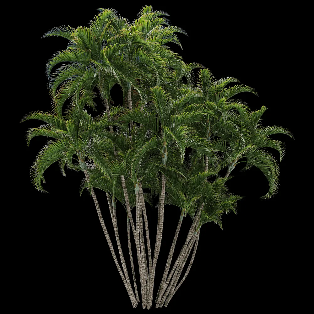 decoration – Dypsis lutescens 3 3ds Max