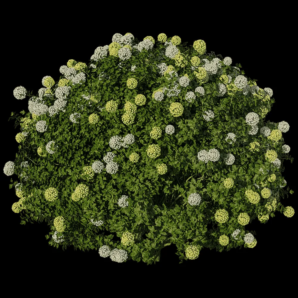 decoration – Edgeworthia Chrysantha Paperbush Viburnum 3ds Max