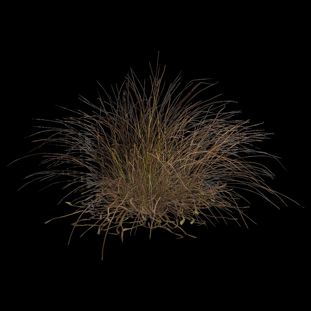 decoration – Eragrostis Curvula 01 01 3ds Max