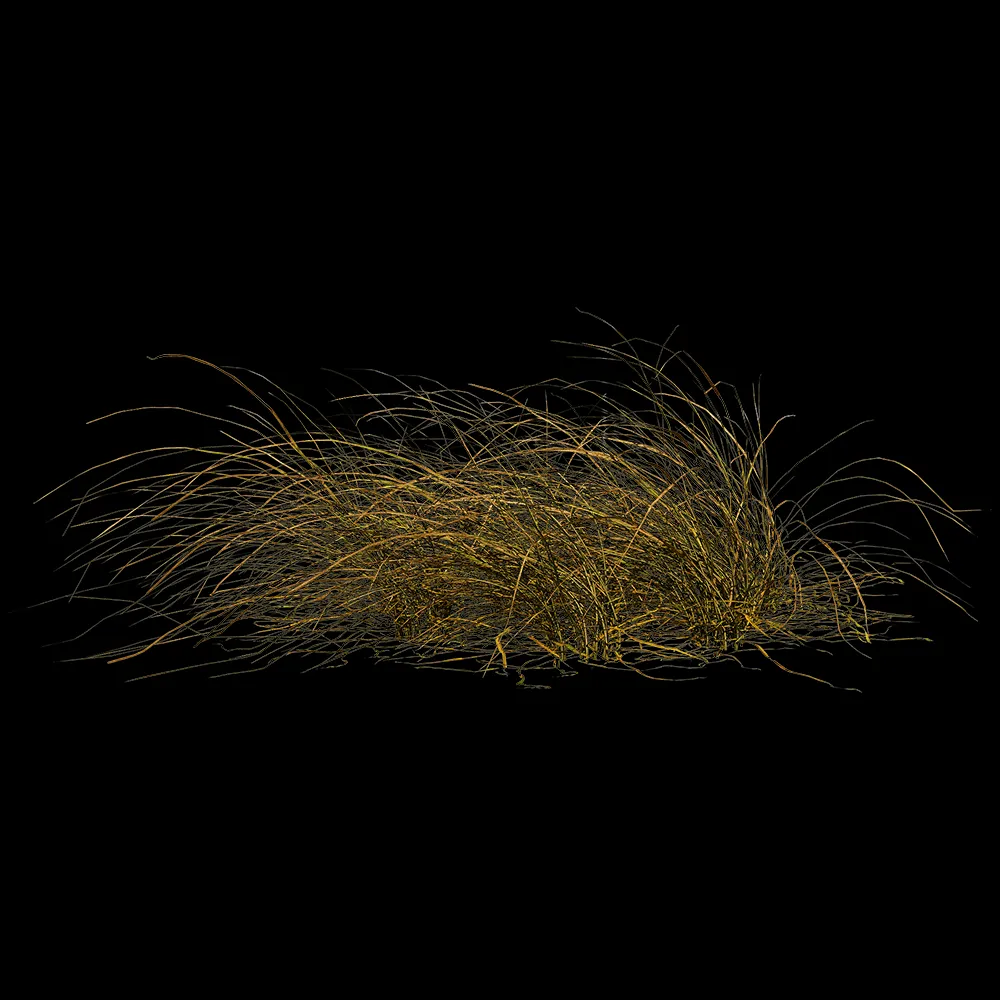 decoration – Eragrostis Curvula 01 02 3ds Max
