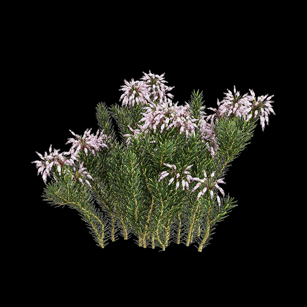 decoration – Erica multiflora 1 3ds Max