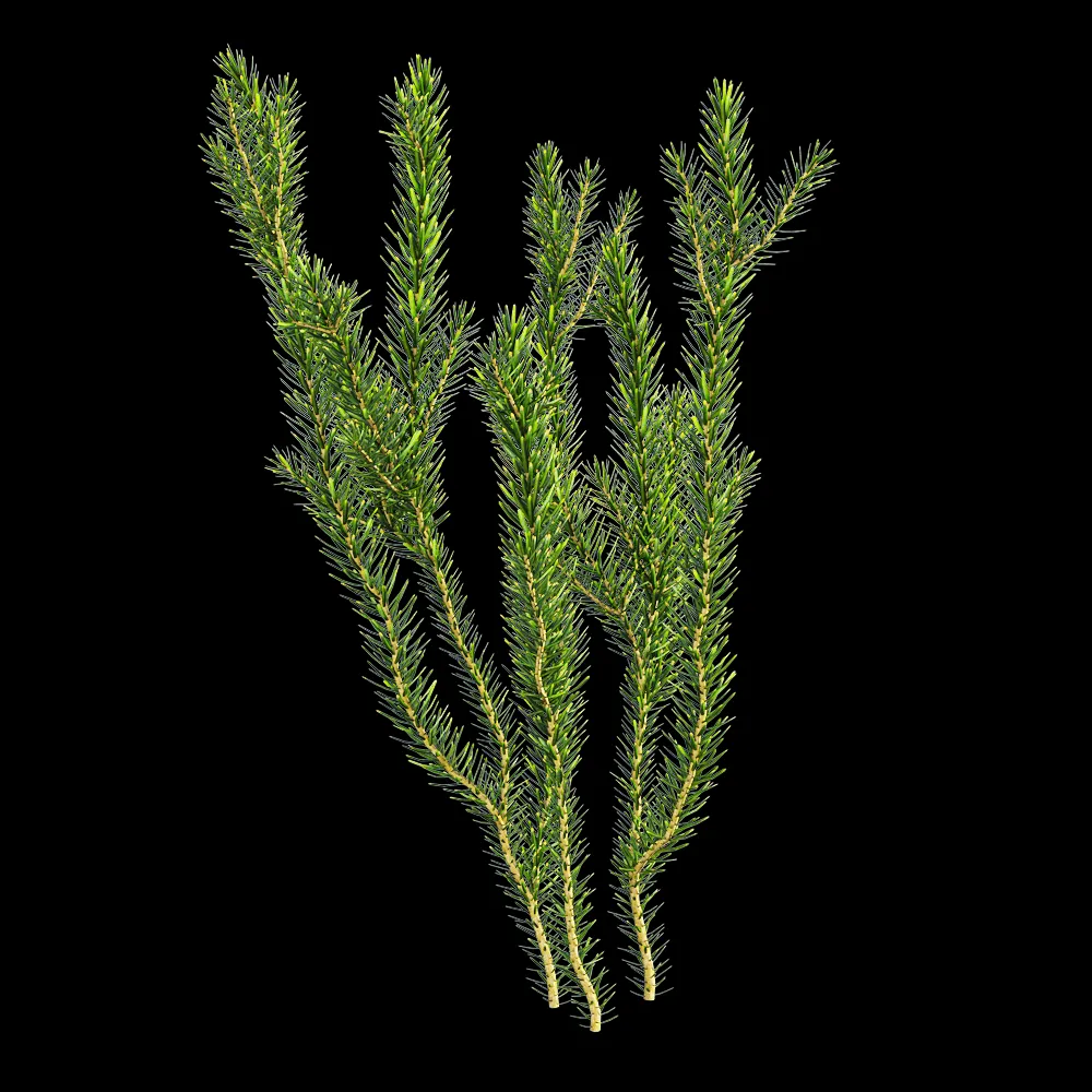 decoration – Erica multiflora 2 3ds Max