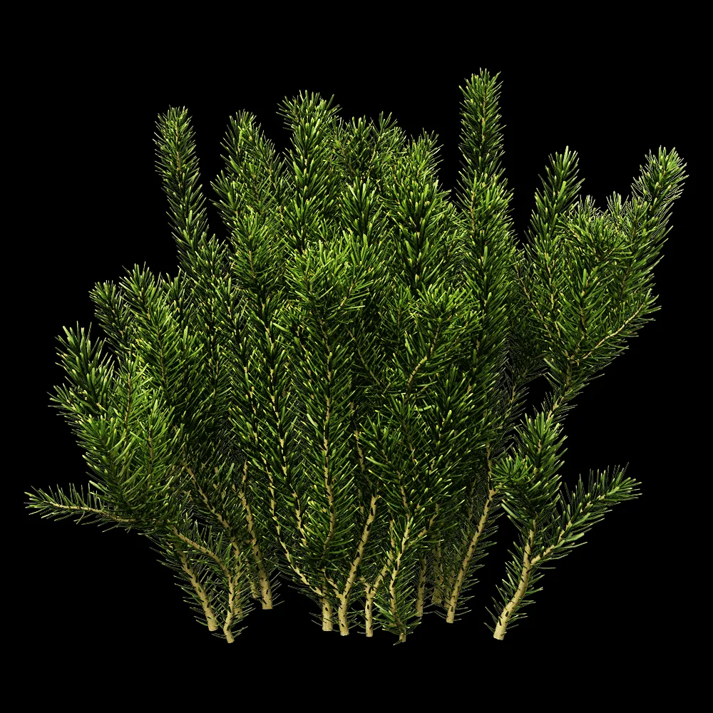 decoration – Erica multiflora 3 3ds Max