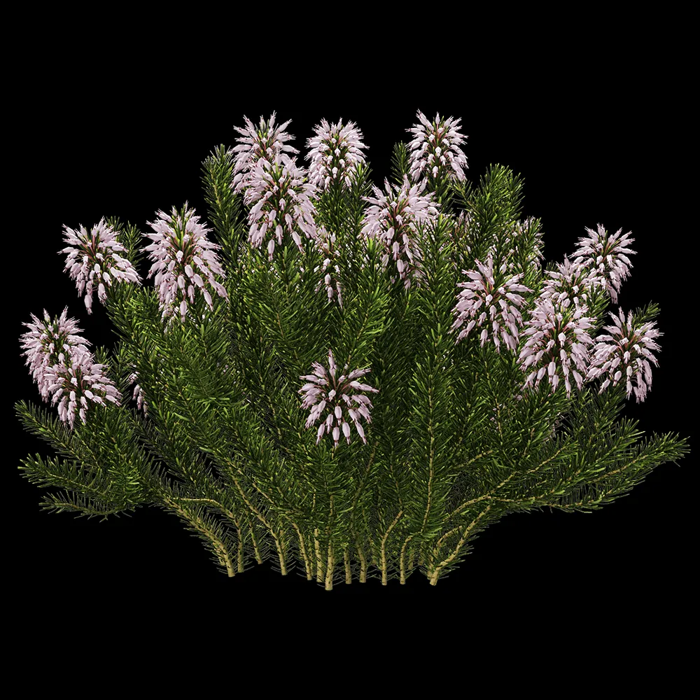 decoration – Erica multiflora 4 3ds Max