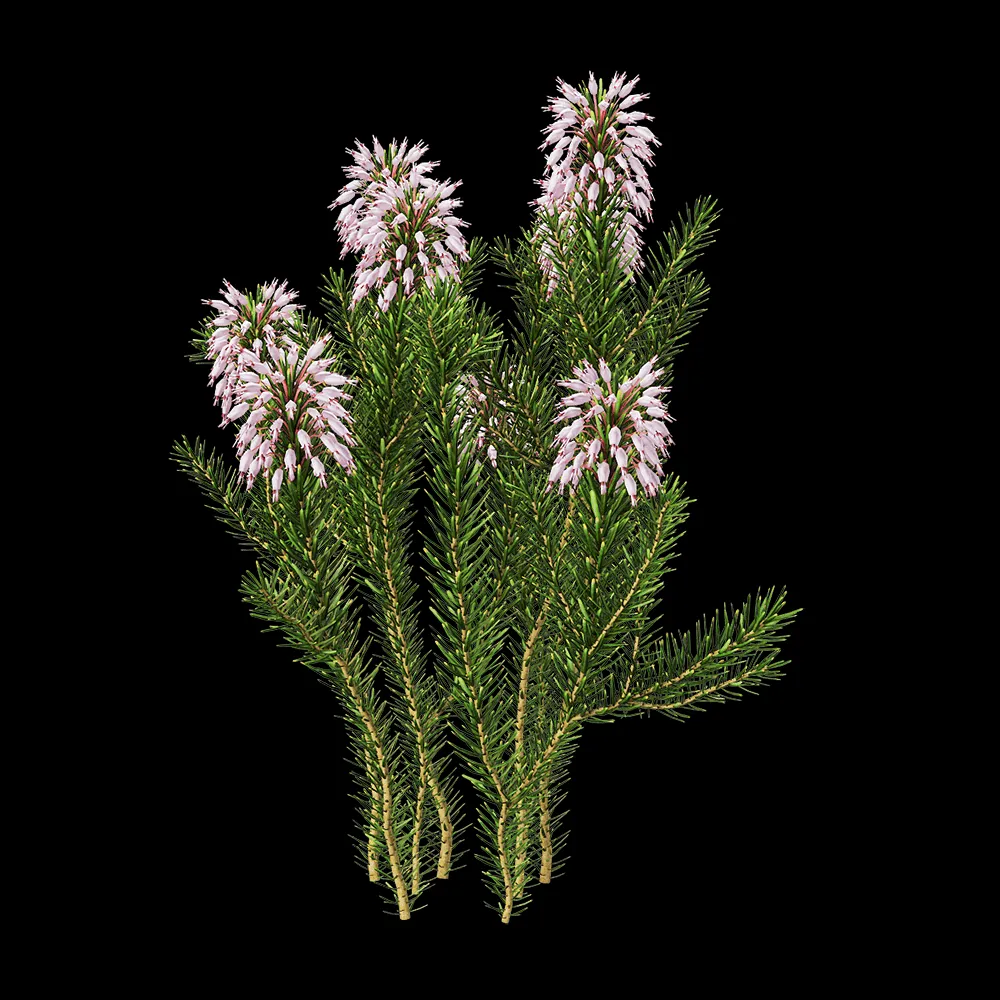 decoration – Erica multiflora 5 3ds Max