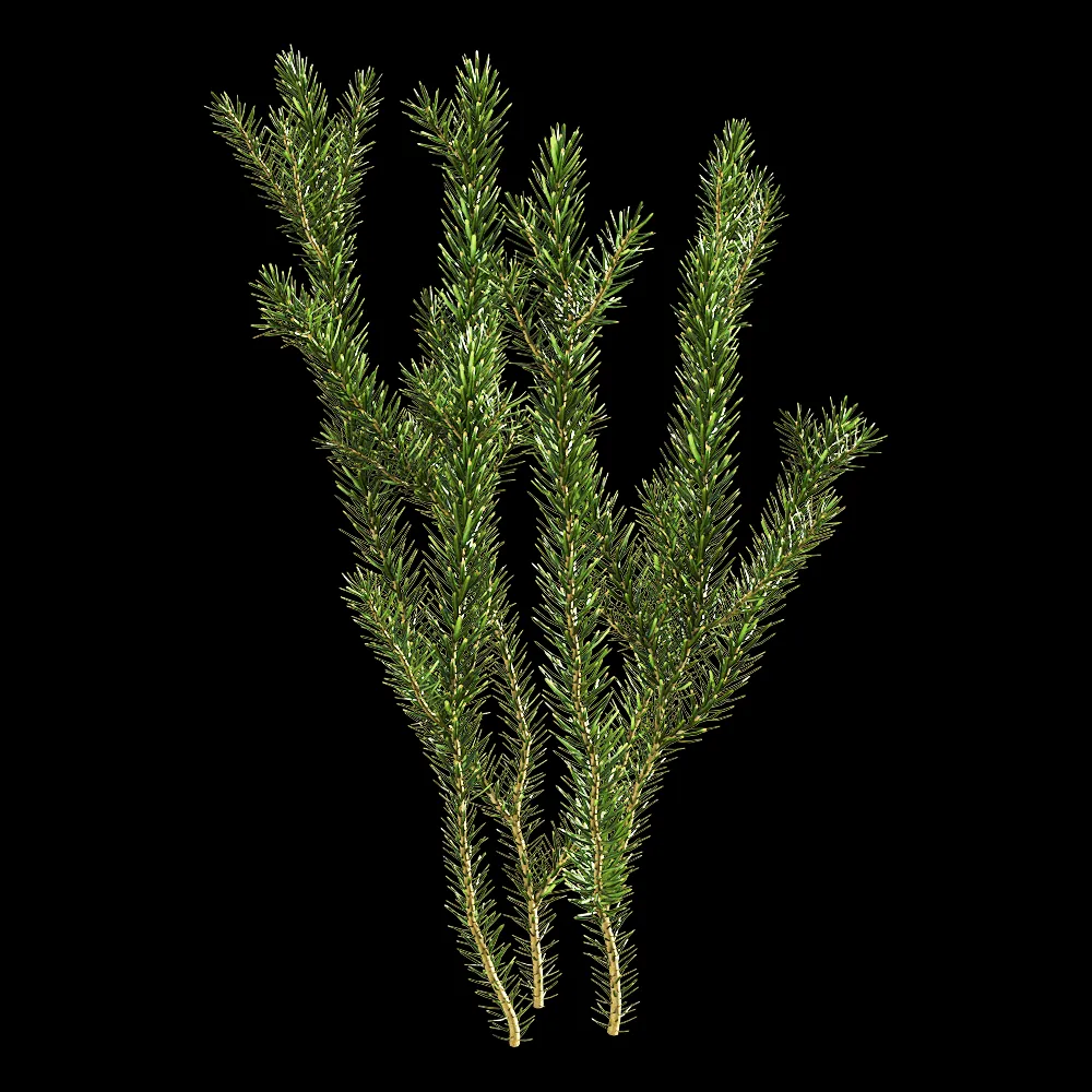 decoration – Erica multiflora 6 3ds Max