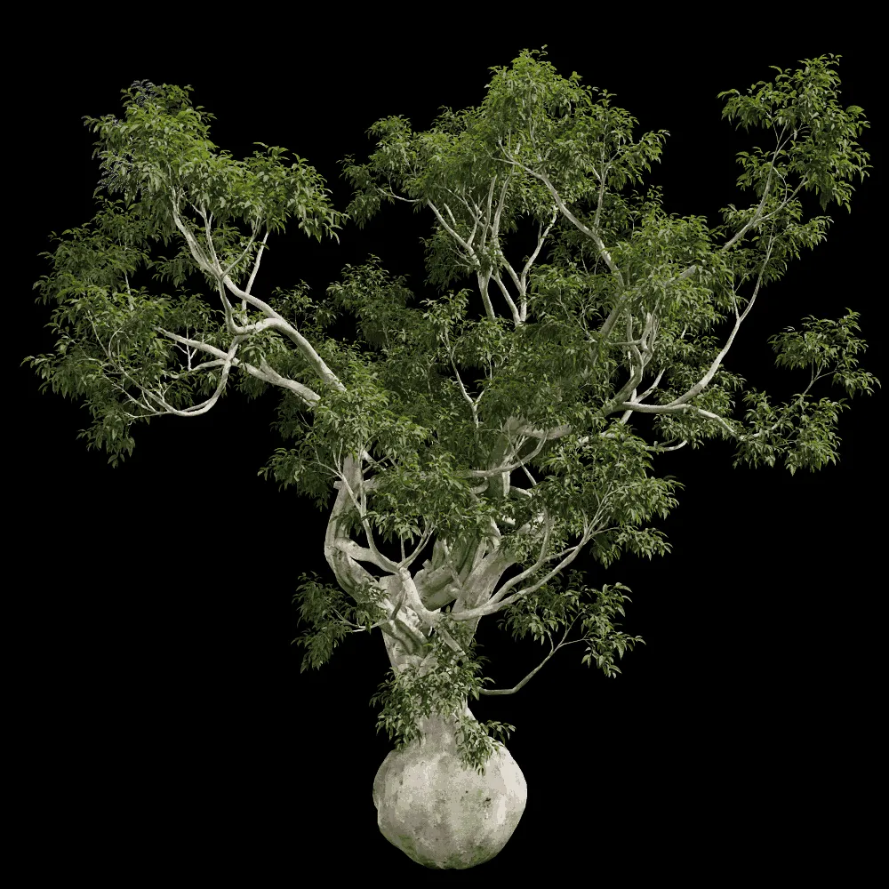 decoration – Eucalyptus camaldulensis 01 02 3ds Max