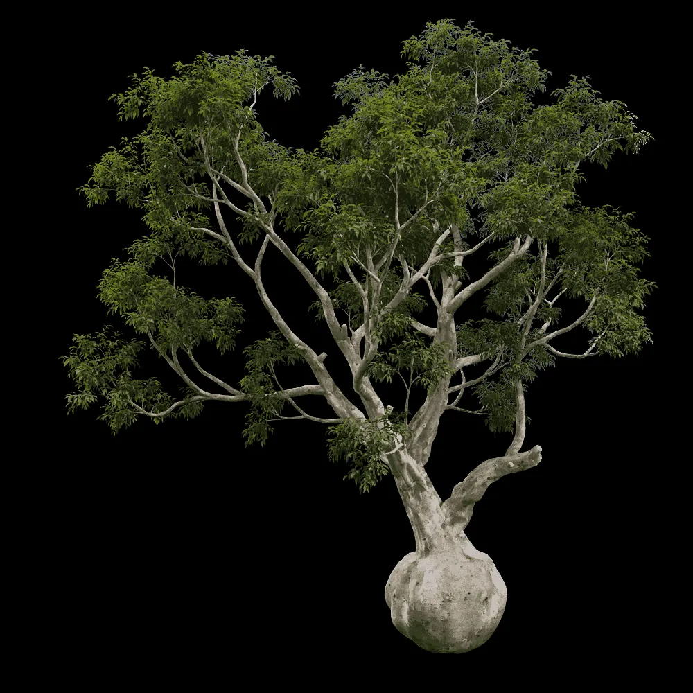 decoration – Eucalyptus camaldulensis 01 03 3ds Max