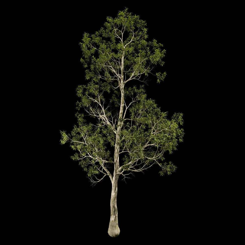 decoration – Eucalyptus camaldulensis 01 04 3ds Max
