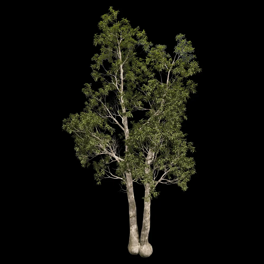 decoration – Eucalyptus camaldulensis 01 06 3ds Max