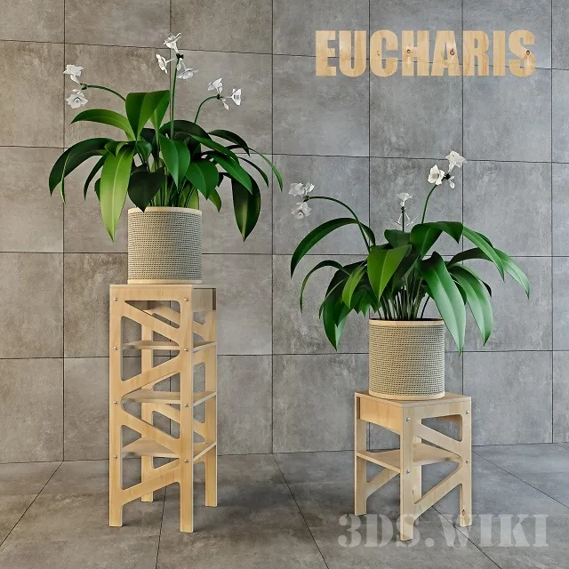 decoration – Eucharis Flowers in Beautiful Vases 3ds Max