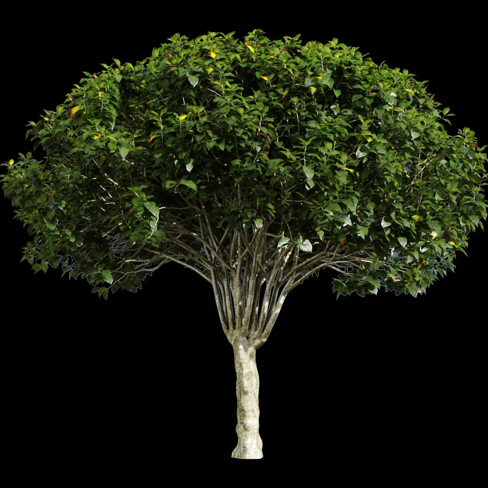 decoration – Euonymus europaeus 1 3ds Max