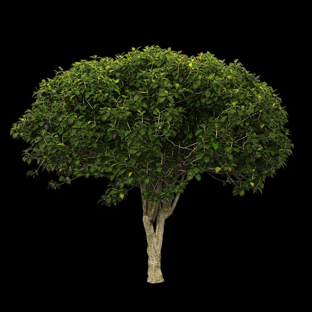 decoration – Euonymus europaeus 2 3ds Max