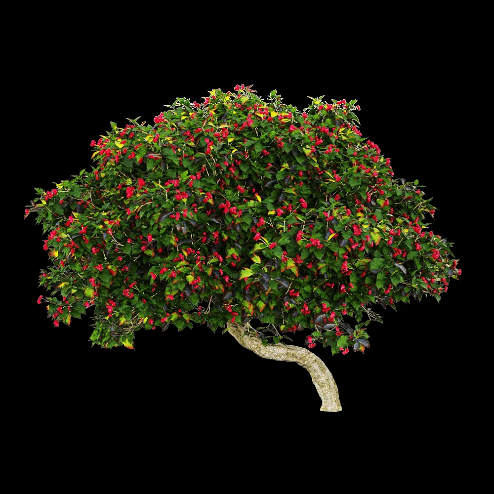 decoration – Euonymus europaeus 3 3ds Max