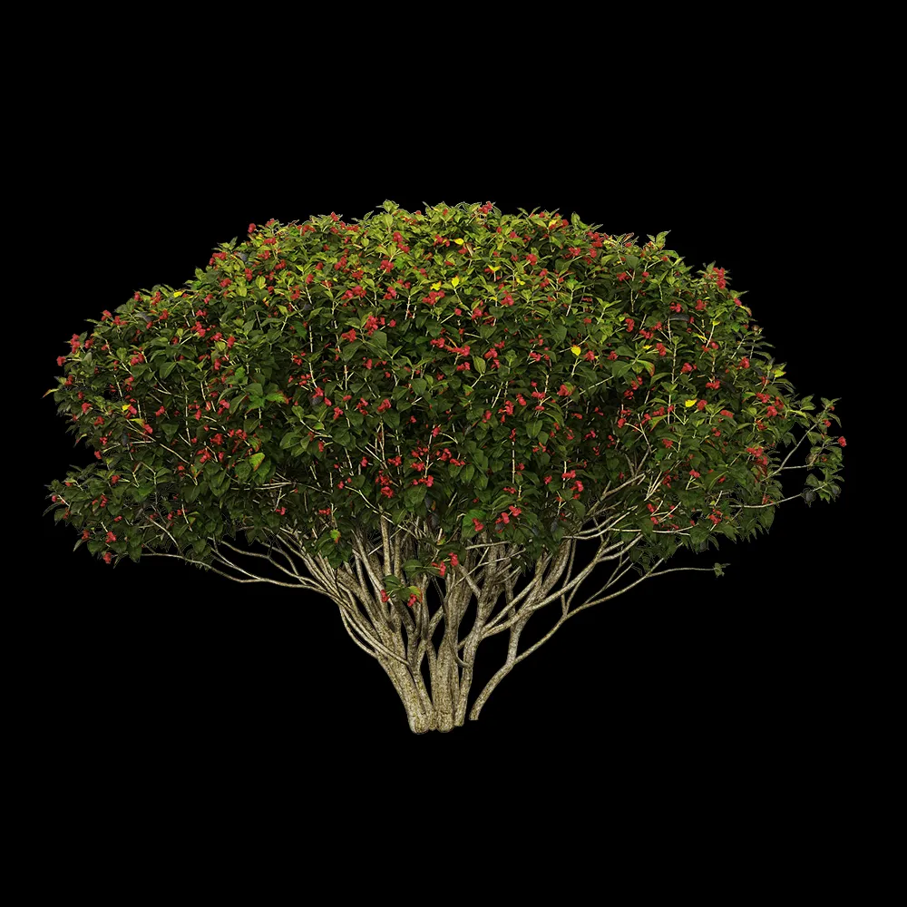 decoration – Euonymus europaeus 4 3ds Max