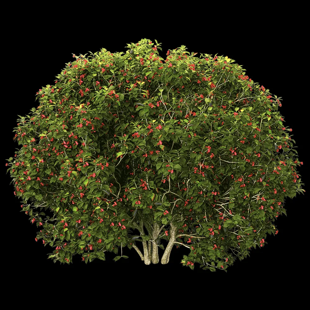 decoration – Euonymus europaeus 5 3ds Max