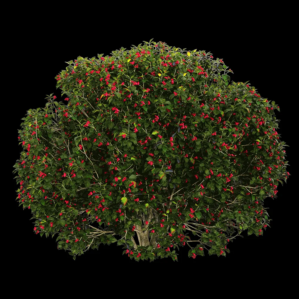 decoration – Euonymus europaeus 6 3ds Max