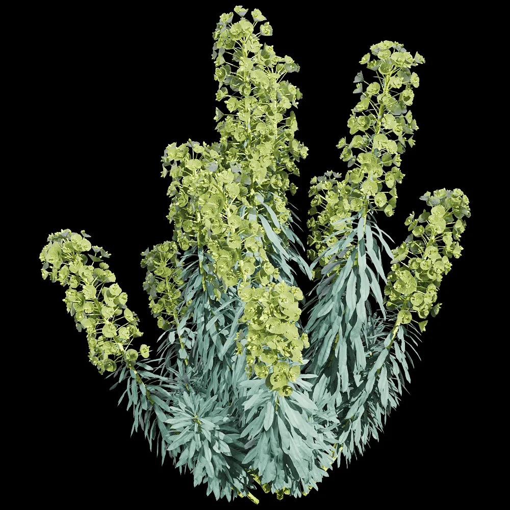 decoration – Euphorbia characias 1 3ds Max