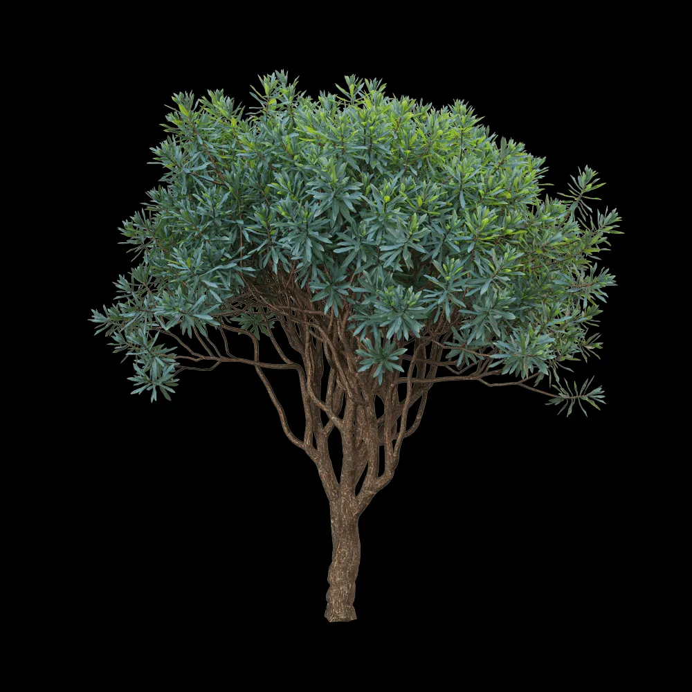 decoration – Euphorbia dentroides 1 3ds Max