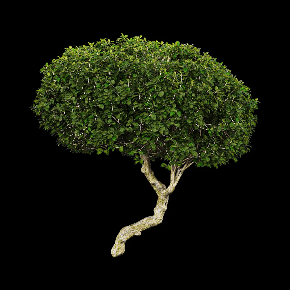 decoration – Euphorbia dentroides 1 3ds Max