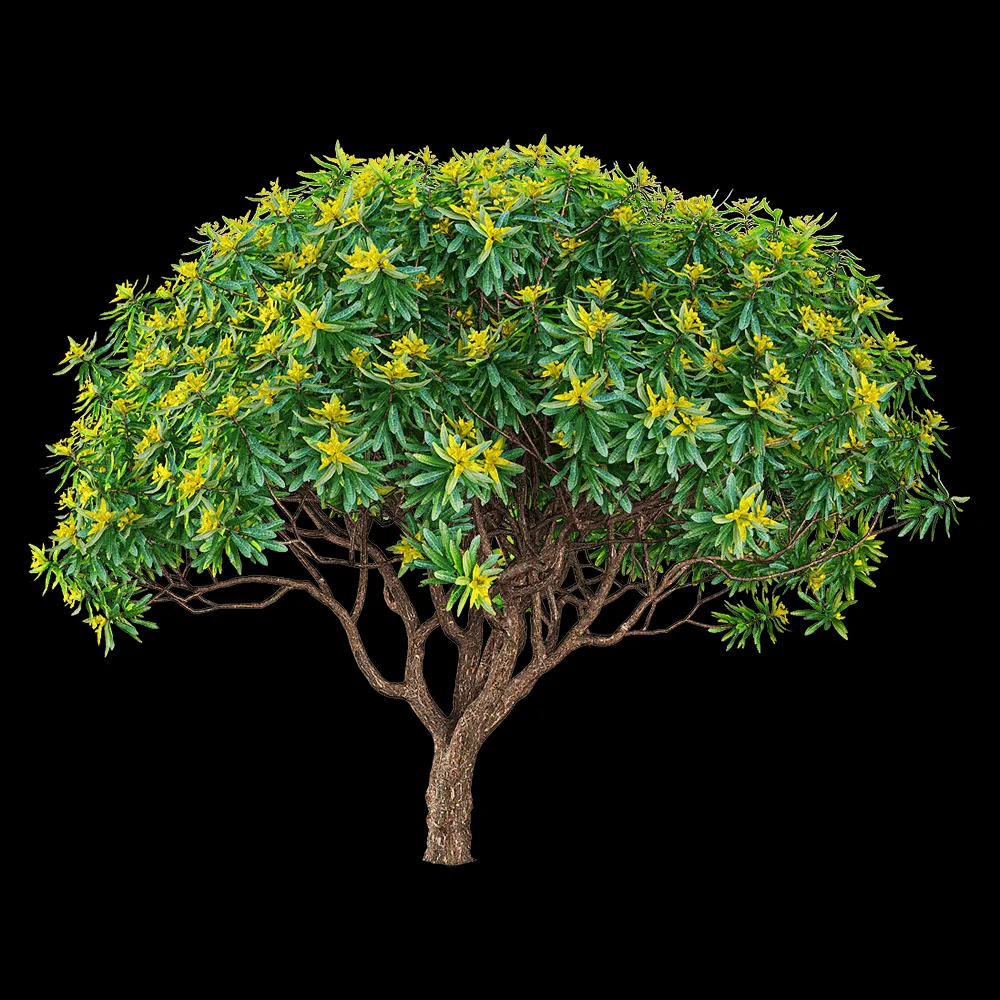 decoration – Euphorbia dentroides 2 3ds Max