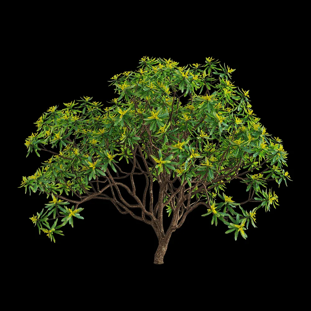 decoration – Euphorbia dentroides  3 3ds Max