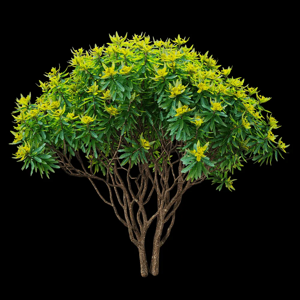 decoration – Euphorbia dentroides  4 3ds Max