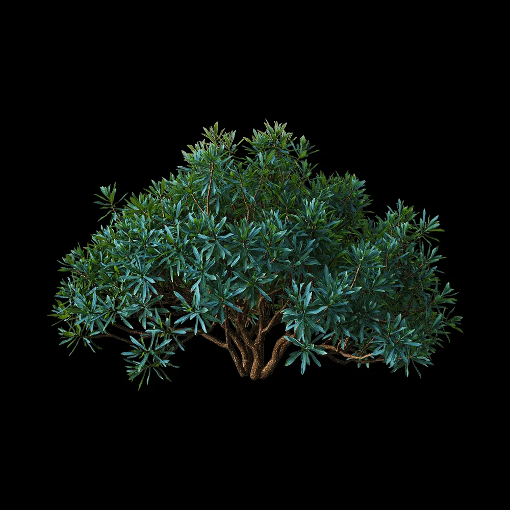 decoration – Euphorbia dentroides  5 3ds Max