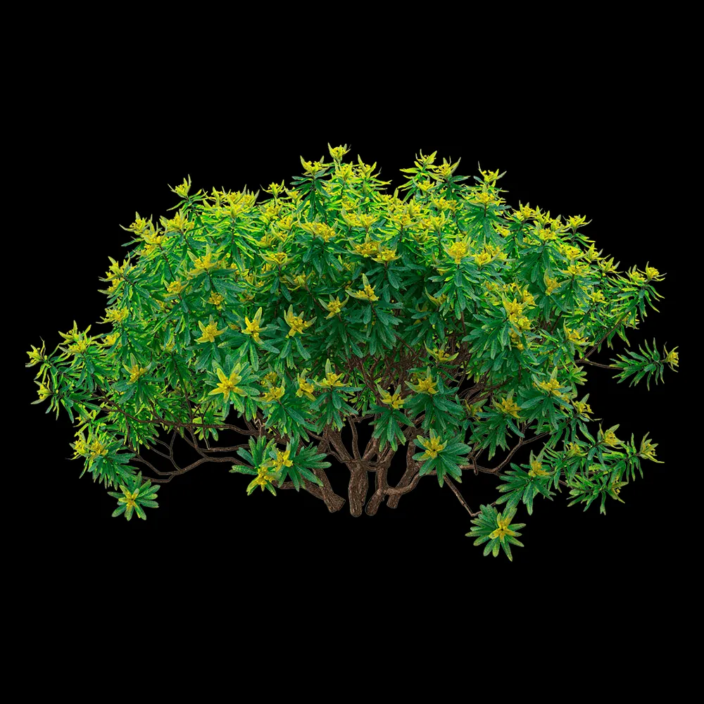 decoration – Euphorbia dentroides  6 3ds Max