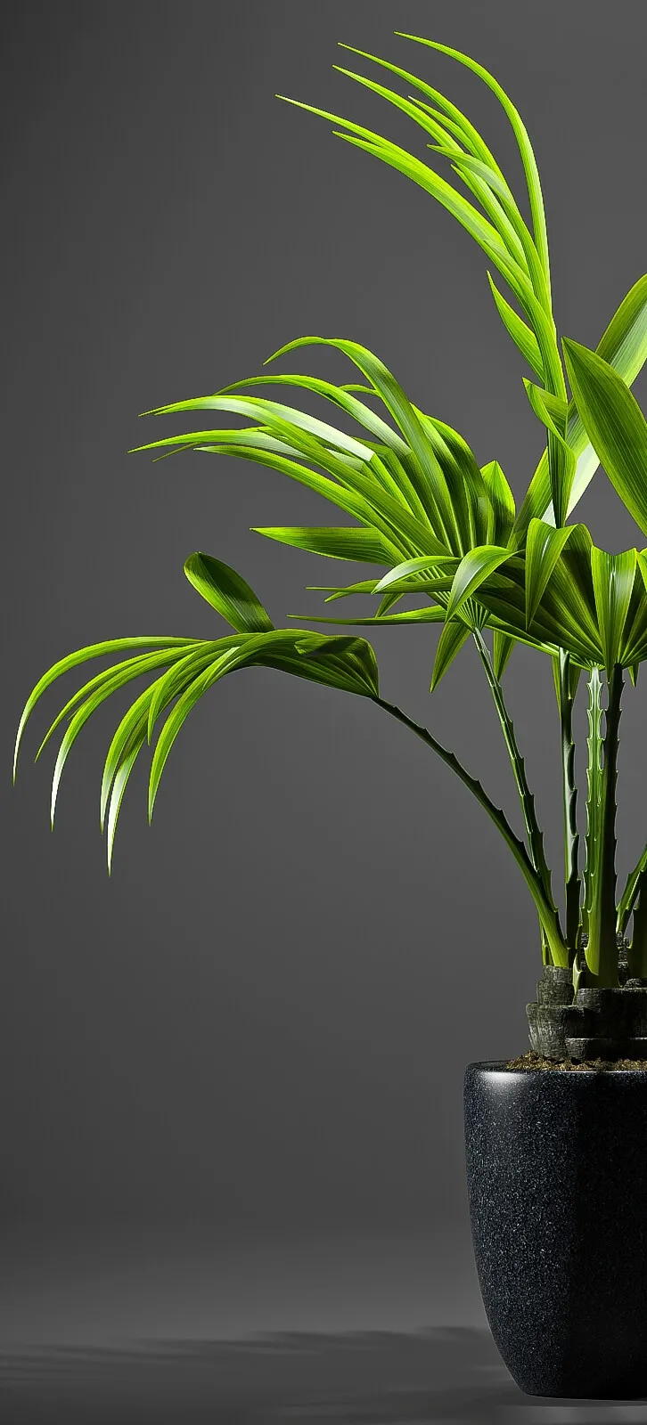 decoration – Fan palm 3ds Max